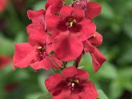 Image result for Diascia