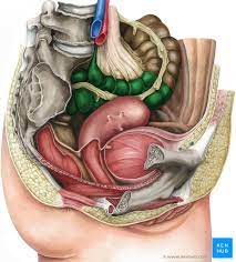 How much colon need be excised? Dickdarm Anatomie Abschnitte Funktion Histologie Kenhub