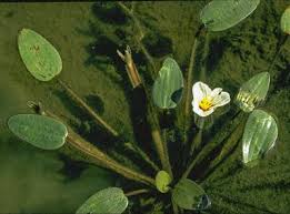 Image result for Ottelia ulvifolia