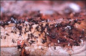 Swarmer termites have proportional wings. Termites And Ants Do Ants Eat Termites