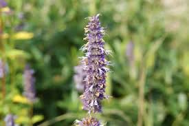 1800flowers.com has been visited by 100k+ users in the past month Prairie Grasses And Wildflowers Linnaeus Arboretum