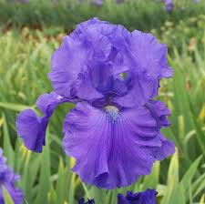 Bearded Iris Hero Garden Express Online Nursery Iris Garden Bearded Iris Garden Express