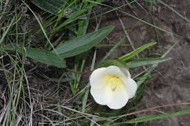 Image result for Hibiscus aethiopicus