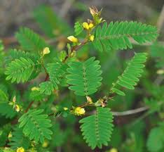 Image result for Chamaecrista parva