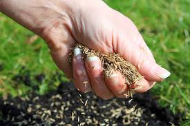 Check spelling or type a new query. Can You Just Sprinkle Grass Seed On A Lawn 8 Tips For Seeding Success Pepper S Home Garden