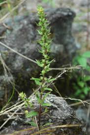 Image result for Alectra sessiliflora