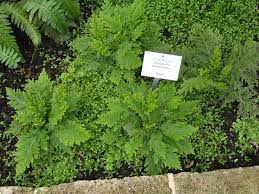 Image result for Selaginella perpusilla