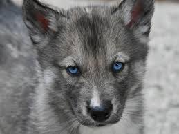 Colours and markings are considered of little importance; Cold Mountain Siberians Puppies For Sale