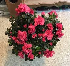 Maybe you would like to learn more about one of these? Oberer S Flowers 1448 Troy St Dayton Oh Florists Mapquest