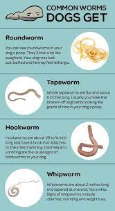 Paola Vet Clinic Your Dog S Health Is A High Priority And Therefore It Is Important To Understand What Type Of Worms They Can Experience Use This Guide To See The Four