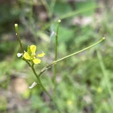 Image result for Sisymbrium orientale