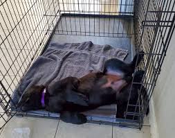 The latest tweets from pooping videos (@poopingv). Is It Safe To Let Puppies Sleep In A Cage Every Night Quora