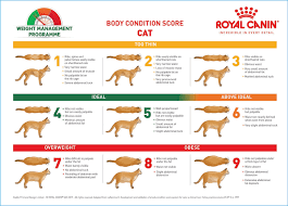 By the size of a full grown cat i mean proportionately so. Nutrition For Kittens The Veterinary Nurse