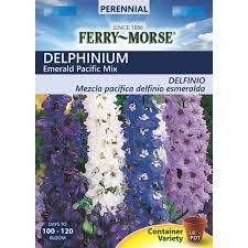Image result for Delphinium leroyi