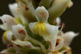 Image result for Satyrium trinerve