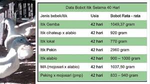 Ada beberapa hal yang menjadi pedoman dalam pembuatan kandang bebek, salah satunya yakni ukuran kandang. Ternak Bebek Pedaging 40 Hari Panen Kalau Selain Peking Apa Bisa