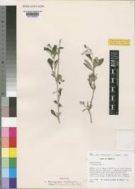 Image result for Neuracanthus africanus