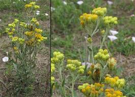 Image result for Helichrysum pawekiae