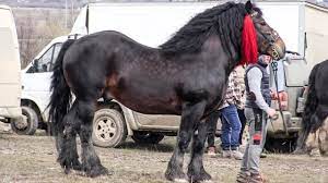 We did not find results for: The Maze Game Traction Horses For Competition 2018