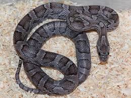 Black And White Corn Snake Morph Corn Snake Charcoal Morph Corn Snake Snake Snake Breeds