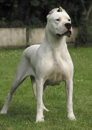 Dogo Argentina Mi Pitbull Mu Kangal Mi Guclu Bilenler Yazsin Kizlarsoruyor