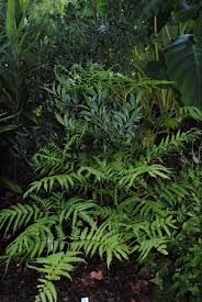 Image result for Pteris buchananii