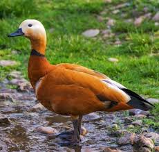 Rd.com knowledge facts nope, it's not the president who appears on the $5 bill. Birds Quiz 20 Trivia Questions Guess What Kind Of Bird Is In The Picture Free Online Printable Quiz Without Registration Download Pdf Multiple Choice Questions Mcq