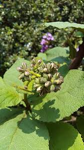 Image result for Wigandia urens