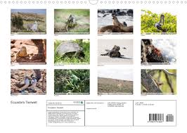 Auf dieser seite geben wir die 25 tollsten tiere von ecuador, von denen die meisten mit. Ecuadors Tierwelt Calvendo
