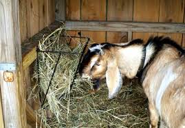 You can use your home used, recycled or inexpensive materials for making cheap homemade goat feeders. Hay Feeder Options For Goats Simple Living Country Gal