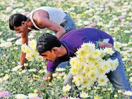 Maybe you would like to learn more about one of these? Flower Market Gurugram After 5 Years Flower Market Project Gains Momentum Gurgaon News Times Of India