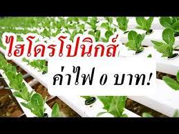 ไฮโดรโปน กส ค าไฟ 0 บาท ระบบน ำแปลงผ กไฮโดรโปน กส ท าเอง ราคาถ ก ไฮโดรโปน กส ปล กผ กหล งบ าน ปล กผ ก