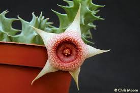 Image result for Huernia longituba