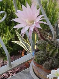 Strategic placement helps reflect the. The Fragility Of A Flower From A Cactus Plant Miriam Mcguirk
