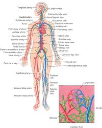 Blood vessels are referred to collectively as the vascular system and, together with the heart, make up the circulatory system or cardiovascular system. Biology Of The Blood Vessels Heart And Blood Vessel Disorders Msd Manual Consumer Version