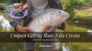 Umpan Geleng Ikan Nila Cirata Ikan Essen Memancing
