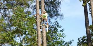 We use a half lap assembly, with rebar at the corners, to allow for quick install or removal when you desire to start or stop your gardening.read. Amigo Tree Service Removal Stump Grinding Cary Nc