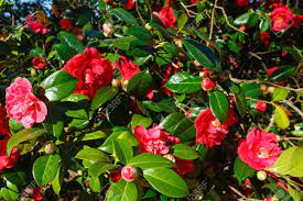 Azaleas span the length of the front of my home, blooming every spring in a burst of purple, hot pink, and white. Blossoming Camellia Bush With Red Flowers And Thick Leaves In Spring Stock Photo Picture And Royalty Free Image Image 43875439