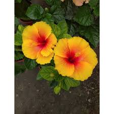 Bunganya sangat besar dan tinggi, yang dikelilingi oleh seludang bunga yang juga berukuran besar. Pokok Bunga Raya Hibrid Siam Premium Warna Oren Merah Double Colours Shopee Malaysia