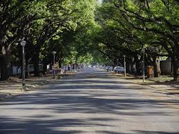 Thomstraat Oak Trees Potchefstroom Die Bult Potchefstroom Heritage Site North West