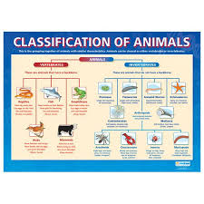 Classification System Chart Feb 25 Animal Classification