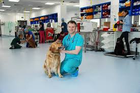 Like we mentioned above, some dogs can continue to live comfortable lives despite their cancer diagnosis. Living Well With Metastatic Cancer Fitzpatrick Referrals
