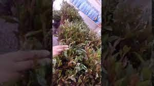 البساطة في التعامل، جلسات شرب القهوة، الروابط الأسرية المتينة، جلسات القات (وما أدراك بحلاوة القات الهرري)، البهارات الحارة في الطعام، الكرم، ضيافة القريب والغريب، المشاعر الفياضة، وللأسف. Ø§Ø«ÙŠÙˆØ¨ÙŠØ§ Ø§Ù„Ù‚Ø§Øª Ø§Ù„Ù‡Ø±Ø±ÙŠ ÙÙŠ Ø§Ø±Ø¶ Ø§Ù„Ø­Ø¨ÙˆØ´ Youtube