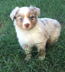 I am a breeder of miniature schnauzers and french bulldogs located in gilbert 1111 e geronimo ct. Gena Hatch Hatchhorses Twitter
