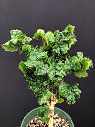 Image result for Polyscias