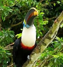 Holiday To The Amazon The World S Largest Rainforests Family Holiday Net Guide To Family Holidays On The Internet Rainforest Animals Amazon Rainforest Rainforest