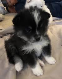 Has become not only the local choice, but a regional source for pets big and small. Pomsky Puppy For Sale In Attleboro Ma Adn 64054 On Puppyfinder Com Gender Male Age 5 Weeks Old Pomsky Puppies Pomsky Puppies For Sale Puppies