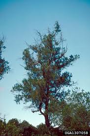 Image result for Juniperus procera