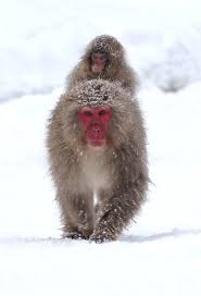 Find great deals on ebay for cross stitch marie barber. Snow Monkey Photography Snow Monkey Monkey Photography Pet Birds