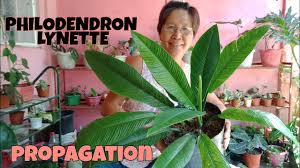 Professional tennis player from poland. Philodendron Lynette Paano Padamihin Youtube